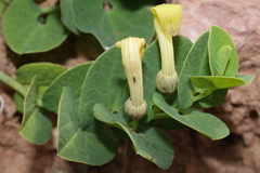 Aristolochia navicularis