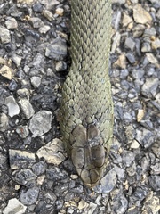 Malpolon monspessulanus