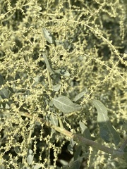 Atriplex lentiformis