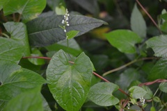 Fallopia