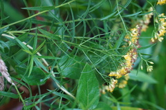 Asteromyia euthamiae