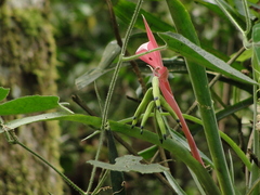 Billbergia distachia
