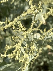 Atriplex lentiformis