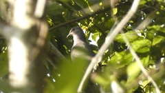 Patagioenas plumbea