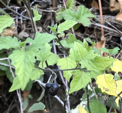 Solanum douglasii