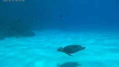 Eretmochelys imbricata