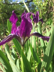 Iris pumila