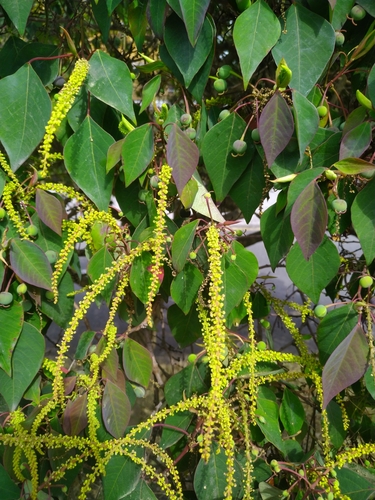 Homalanthus nutans observed 2022-09-06