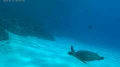 Eretmochelys imbricata