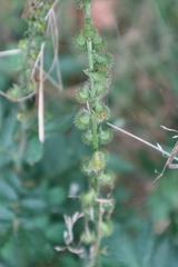 Agrimonia eupatoria