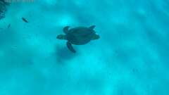 Eretmochelys imbricata