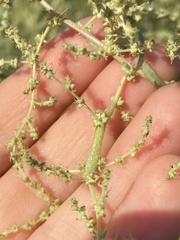 Neolasioptera willistoni