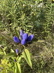 Gentiana andrewsii