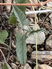 Convolvulus equitans