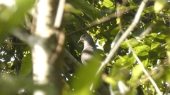 Patagioenas plumbea