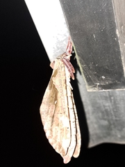 Phassus triangularis