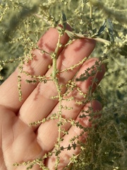 Neolasioptera willistoni