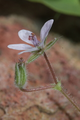 Erodium cicutarium image