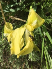 Iris pumila