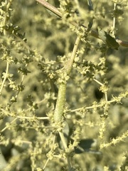 Neolasioptera willistoni