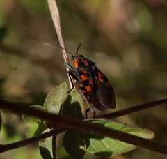 Spilostethus saxatilis