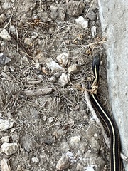 Thamnophis elegans terrestris