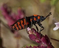 Spilostethus saxatilis