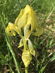 Iris pumila