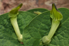 Aristolochia navicularis
