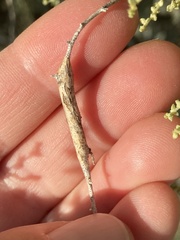 Neolasioptera willistoni