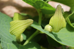Aristolochia navicularis