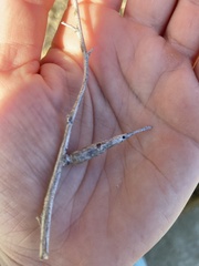 Neolasioptera willistoni