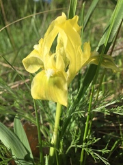 Iris pumila