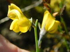 Lebeckia pauciflora