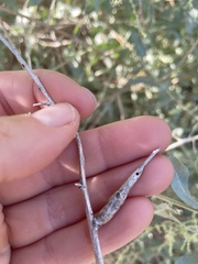 Neolasioptera willistoni