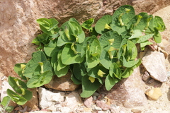 Aristolochia navicularis
