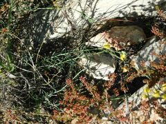 Lebeckia pauciflora
