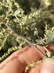 Neolasioptera willistoni