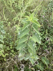 Monarda fistulosa