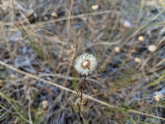 Erigeron foliosus