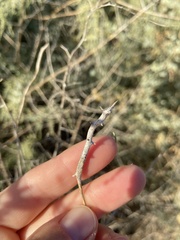 Neolasioptera willistoni