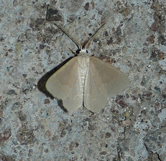 Chlorochlamys phyllinaria