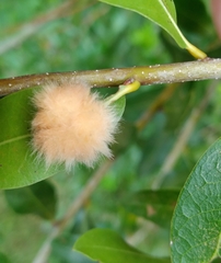 Neuroterus laurifoliae