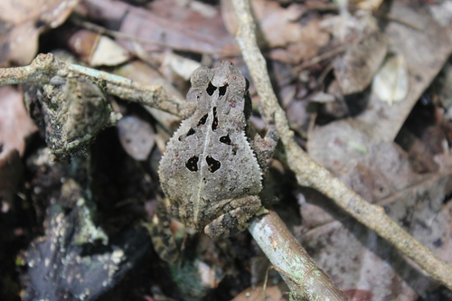 Central American Gulf Coast Toad, El Remate, Guatemala, photo 10 of 10