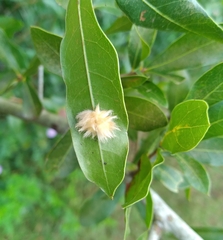 Neuroterus laurifoliae