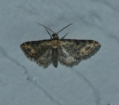 Eupithecia flavigutta