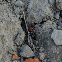 Ronisia brutia