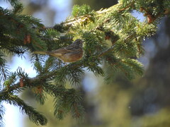 Emberiza buchanani