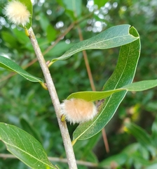 Neuroterus laurifoliae