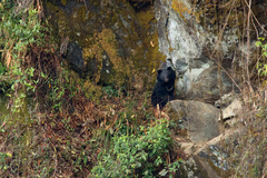 Ursus thibetanus laniger
